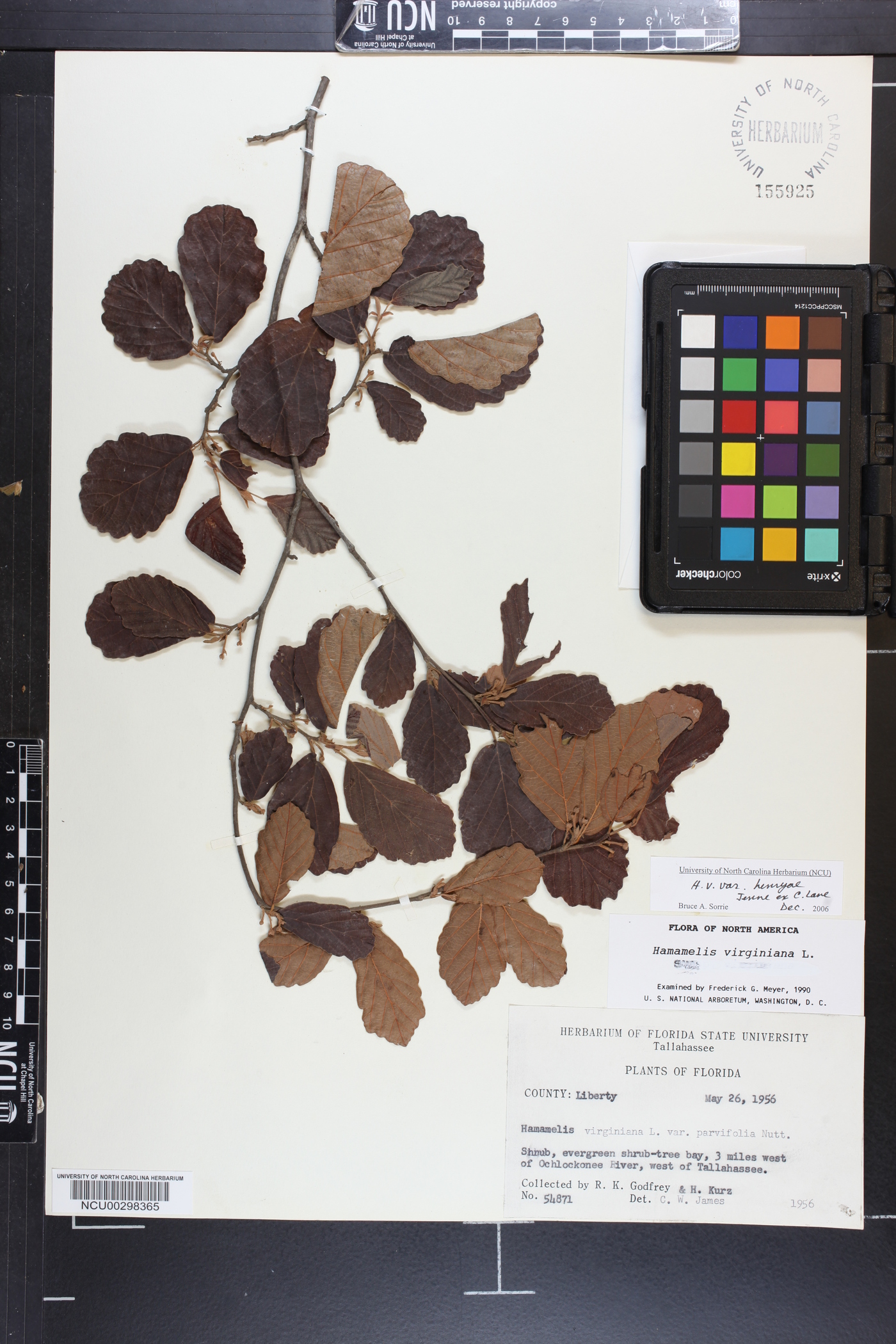 Hamamelis virginiana var. henryi image