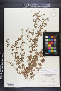 Lespedeza repens image