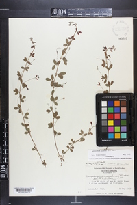 Lespedeza repens image