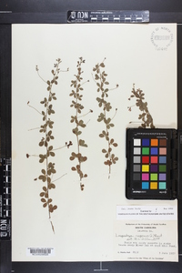 Lespedeza repens image