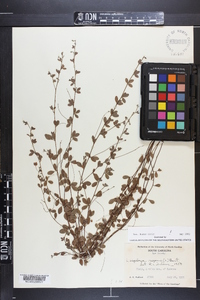 Lespedeza repens image