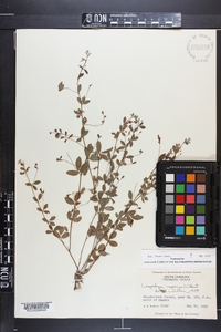 Lespedeza repens image