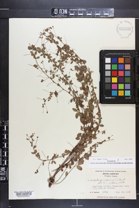 Lespedeza repens image