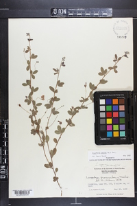 Lespedeza repens image