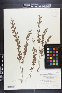 Lespedeza repens image