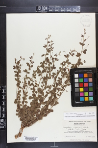 Lespedeza repens image