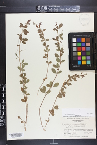 Lespedeza repens image