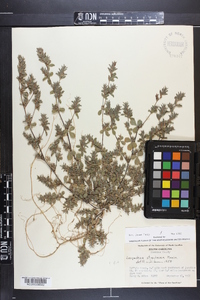 Lespedeza stipulacea image