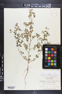 Lespedeza stipulacea image