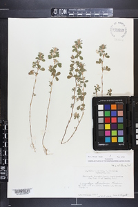 Lespedeza stipulacea image