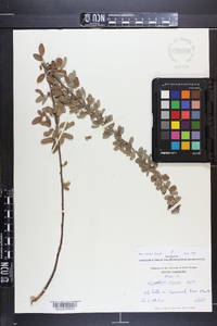 Lespedeza stuevei image