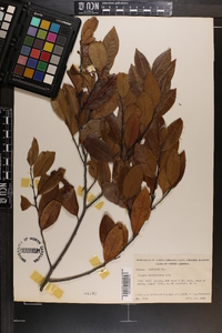 Prunus caroliniana image