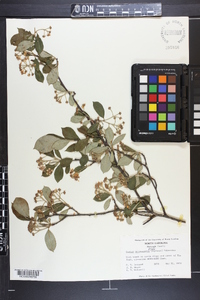 Aronia melanocarpa image