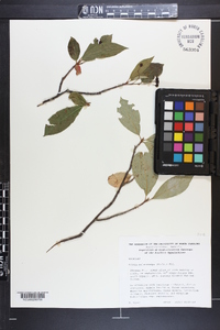 Aronia melanocarpa image