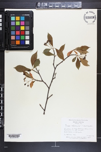 Aronia melanocarpa image