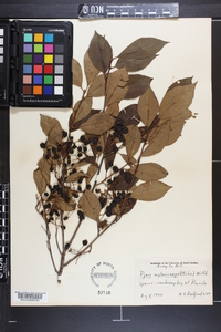 Aronia melanocarpa image