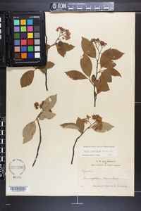 Aronia melanocarpa image