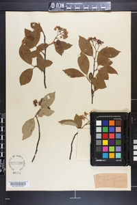 Aronia melanocarpa image