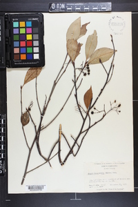 Aronia melanocarpa image