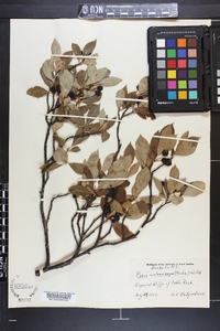 Aronia melanocarpa image