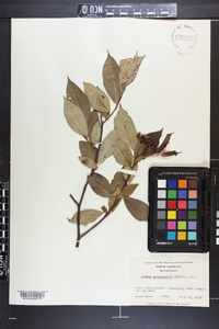 Aronia melanocarpa image