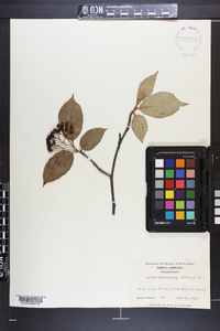 Aronia melanocarpa image