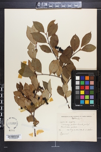 Aronia melanocarpa image