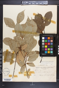 Aronia melanocarpa image