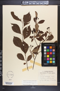 Aronia melanocarpa image