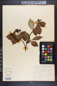 Aronia melanocarpa image