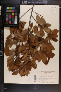 Prunus caroliniana image