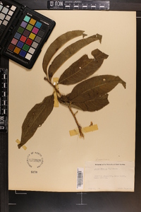 Prunus persica image