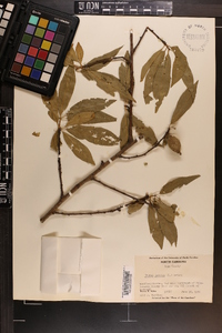 Prunus persica image