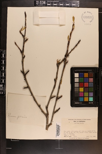 Prunus persica image