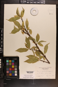 Prunus persica image