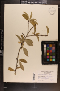 Prunus persica image