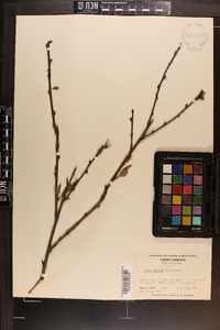 Prunus persica image