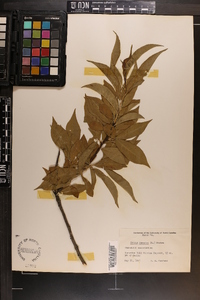 Prunus persica image