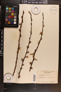 Prunus persica image