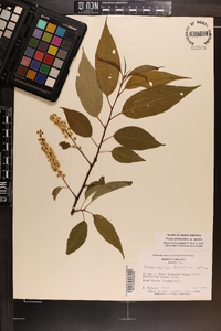 Prunus serotina var. serotina image