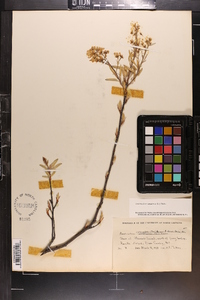 Amelanchier canadensis image