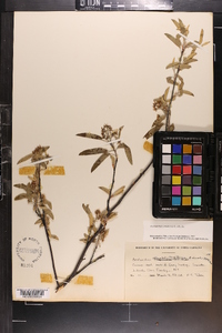 Amelanchier canadensis image