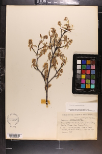 Amelanchier canadensis image