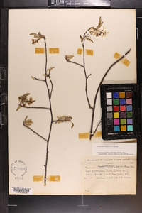 Amelanchier canadensis image