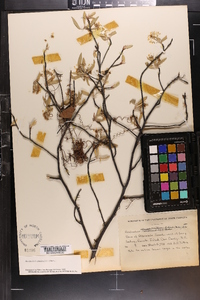 Amelanchier canadensis image