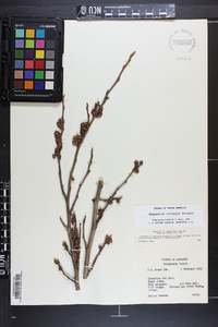 Hamamelis vernalis image