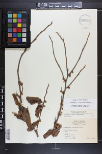 Hamamelis vernalis image