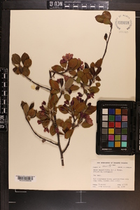 Malus angustifolia image