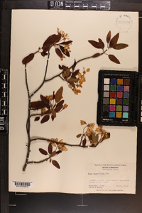 Malus angustifolia image