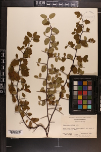 Malus angustifolia image